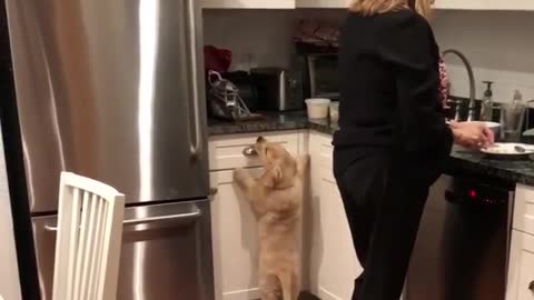 Labrador puppy reaches for food on counter in kitchen