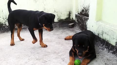 Rottweiler barking || #dog #dogs #funydog #pets #animals