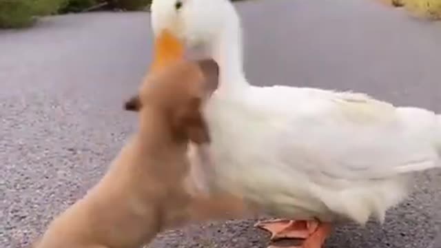 Funny puppy and duck fight