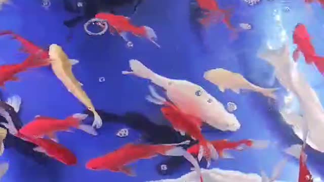 school of ornamental fish