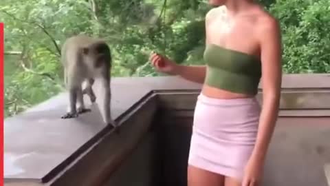 people are awesome crazy Monkey part#7ضحك موت مع لقردة المجنونة