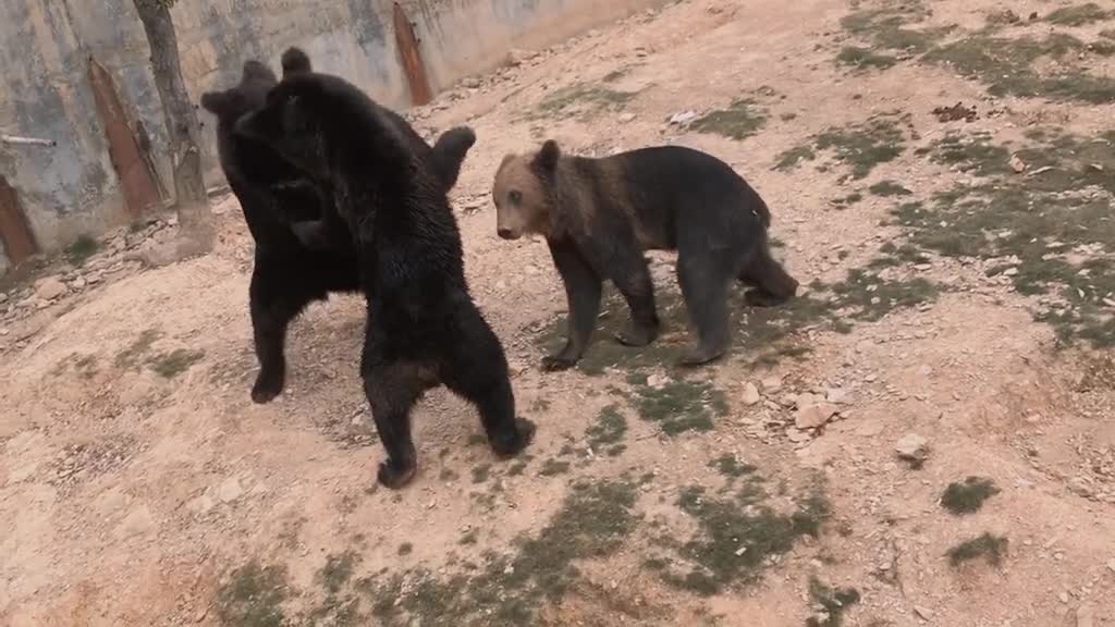 Funny black Bears