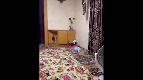 funny animal video