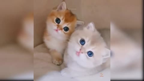 Cats looking around