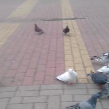 alimentando os pombos na praça pt7