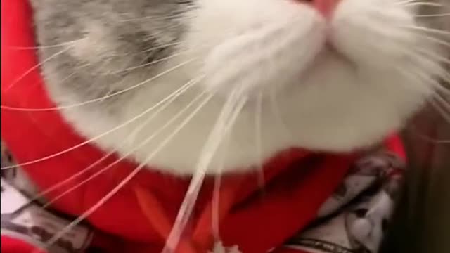 funny cat 😸😸funny cat video😸😸#Trending