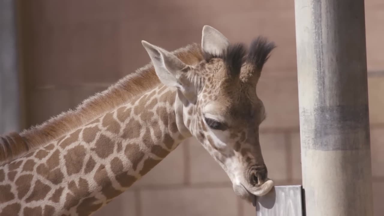 Baby Giraffes Run and Play