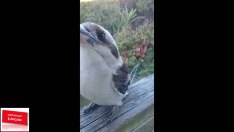 Kookaburra wears a cool hat