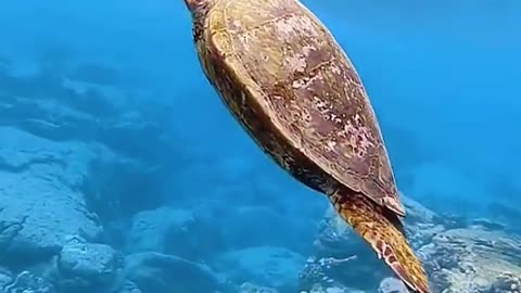 The world of wild animals. Sea turtle