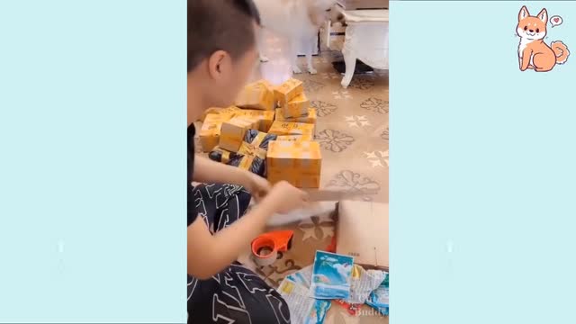 yt1s youtube downloader Cute Puppies Cute Funny and Smart Dogs Compilation