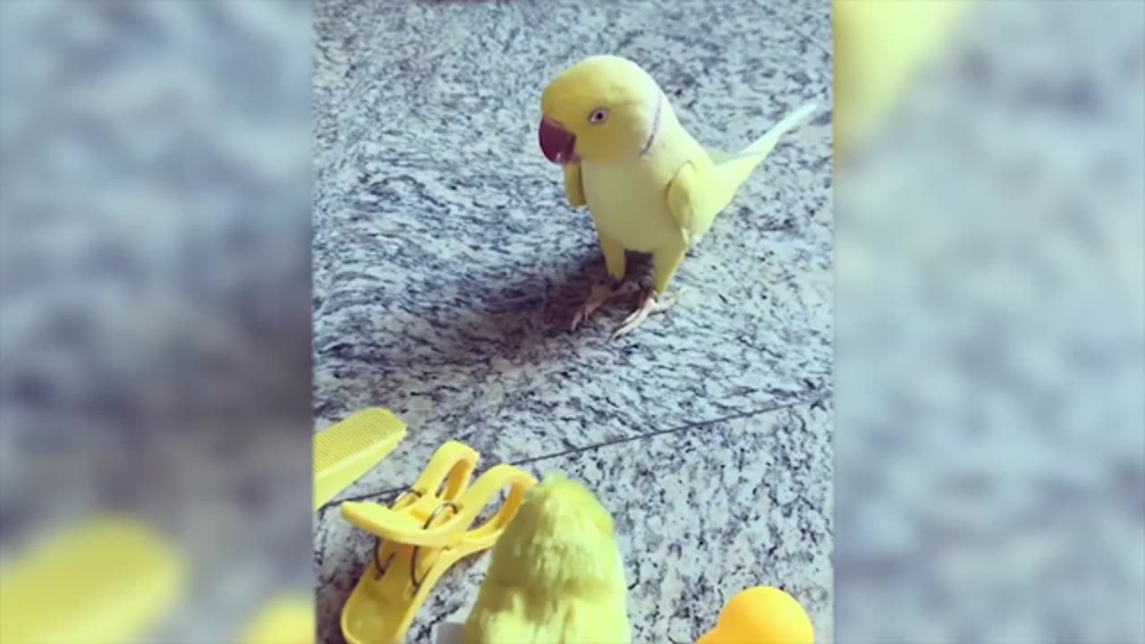 Best Funny Animal Videos