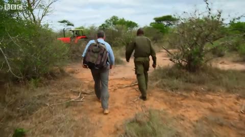 Saving an Elephant from a Deadly