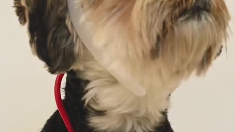 Cute baby dog funniest compilation videos