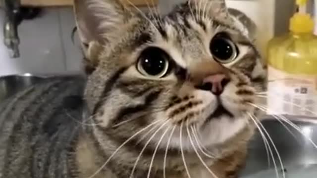 Fearless Cat Climbs the Door