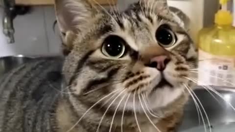 Fearless Cat Climbs the Door