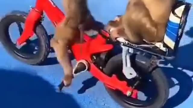 Two Small Monkeys Cycling captured in mobile.