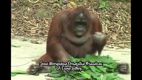 Orangutan Make a Nest,_..