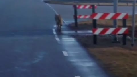 Wolf appears in the Netherlands first time in a century