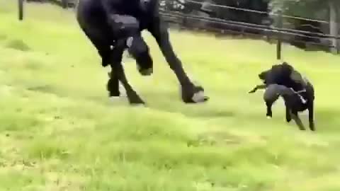 Black horse chasing dog .