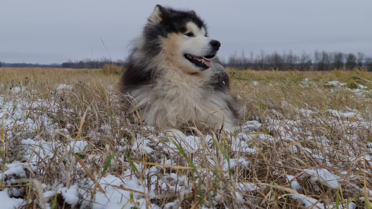 Husky relaxing under the tree #shorts #shortsvideo #PetsTv #rumble