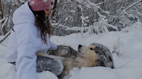 Comfortable dog in the snow