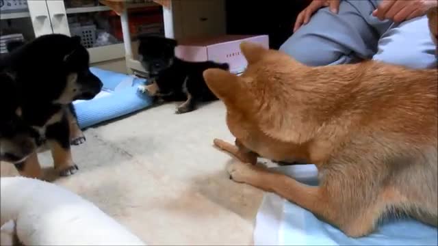 dog video