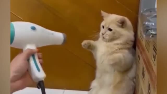 OMG So Cute ♥ Best Funny Cat Videos 2021 #31