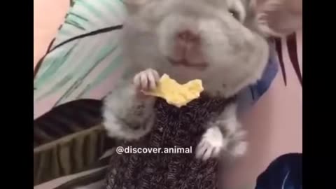 Video Collection of Cute and Adorable Animals