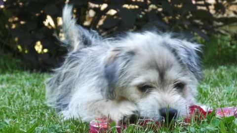 Cute pet playing.