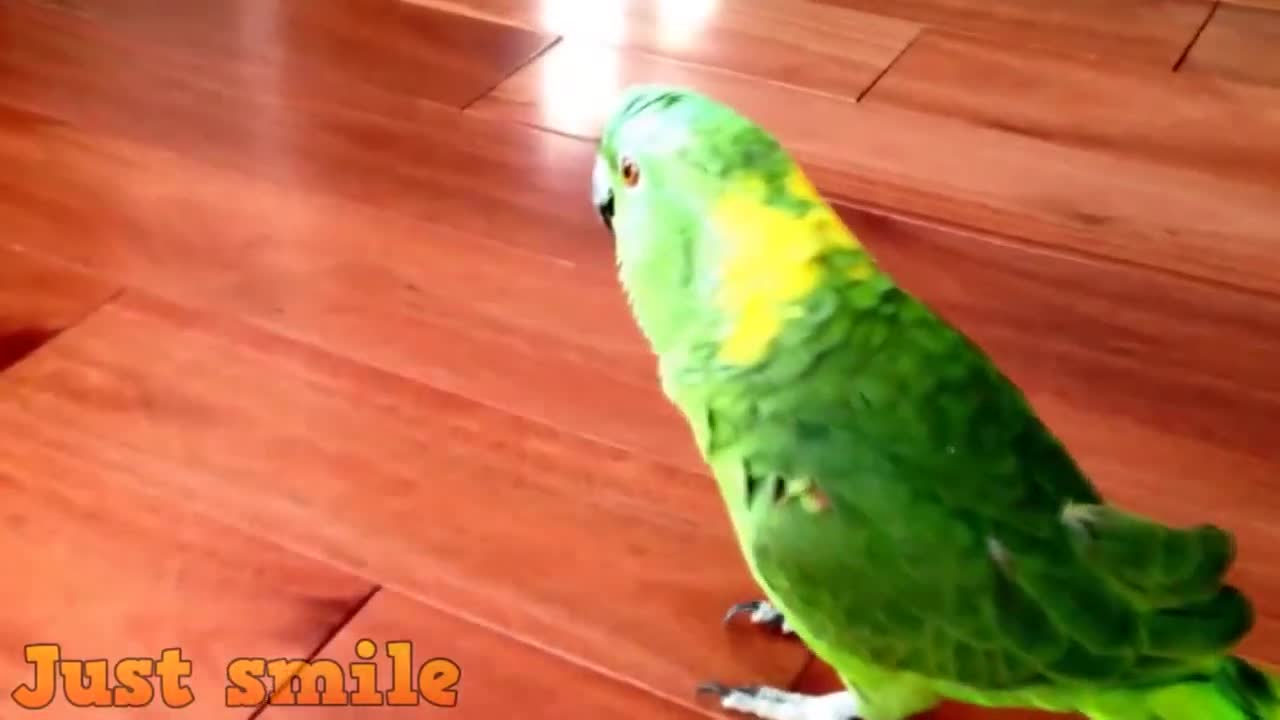 Funny Parrots Going Crazy - Funniest Parrots Compilation 2021