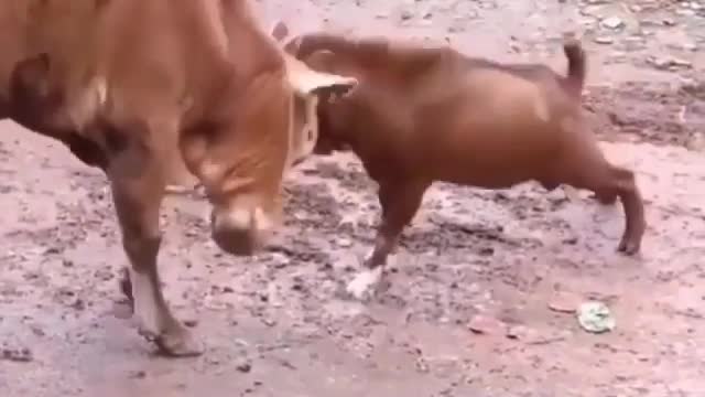 Cat Vs Cow