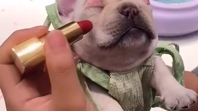 Dog have a make up and Funny video