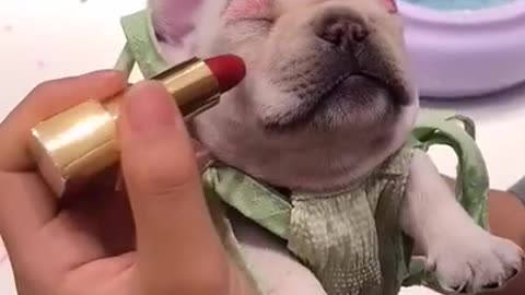 Dog have a make up and Funny video