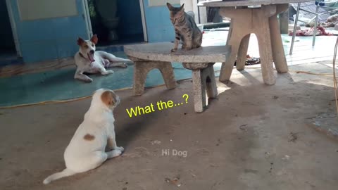 Angry - Funny Dogs and Cats of TikTok