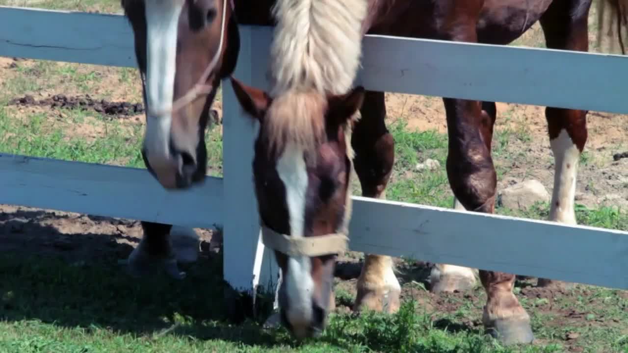 Horse grazing at meadow. Horses eating grass bent over fence