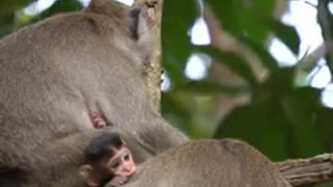 Little monkey play with a tree