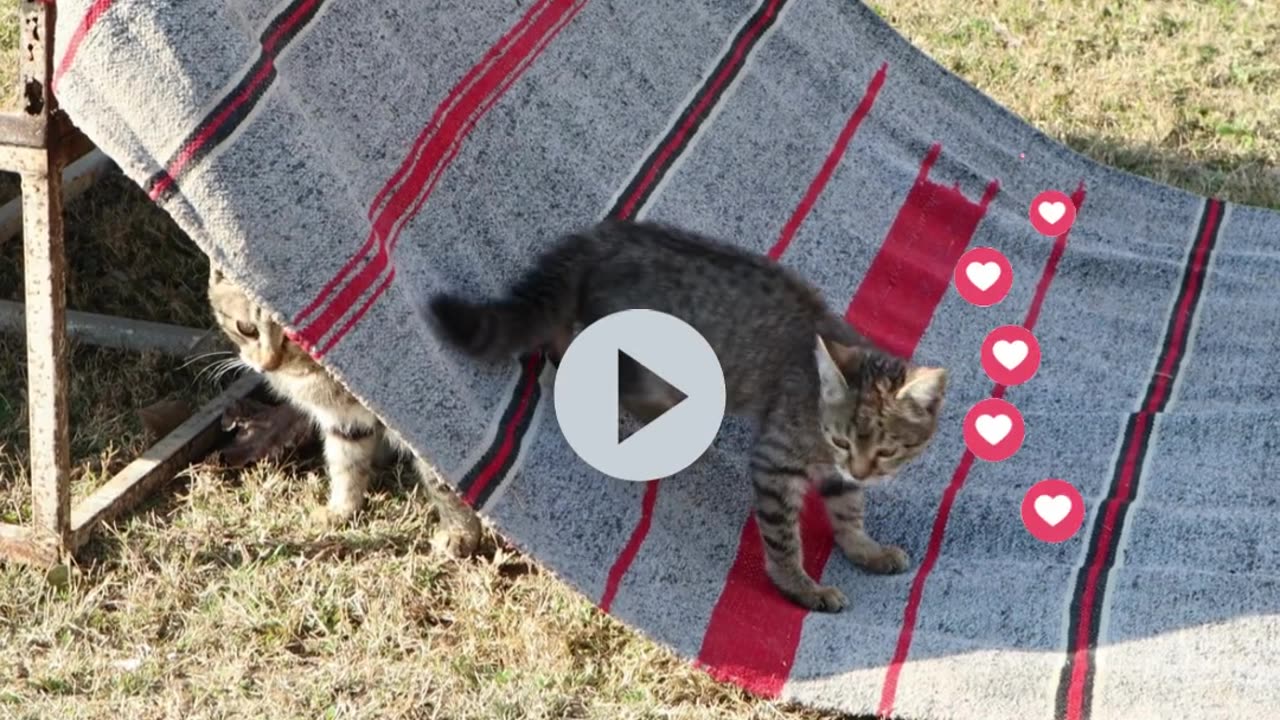cute cat playing