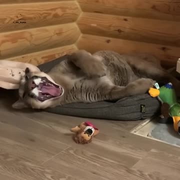 This domesticated puma loves to play with her favorite toys