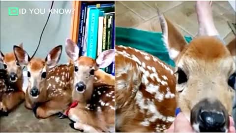 Woman doesnâ€™t close backdoor as storm nears, is stunned when she finds 3 baby deer inside