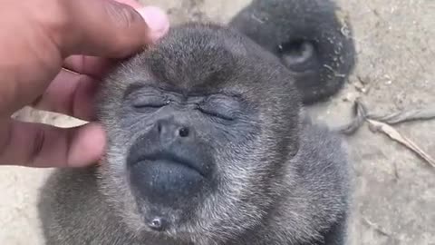 Cute monkey