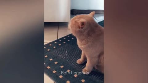 Funny cat videos