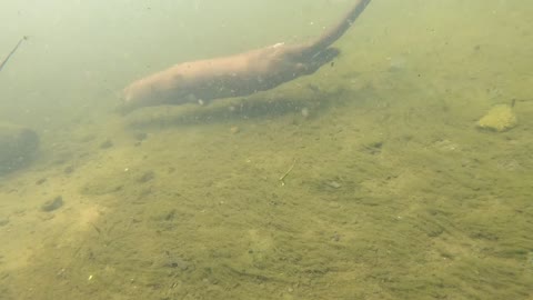 Otter Catching Fish Underwater.. its Pretty amazing!!