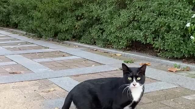 A cat i met on my way home