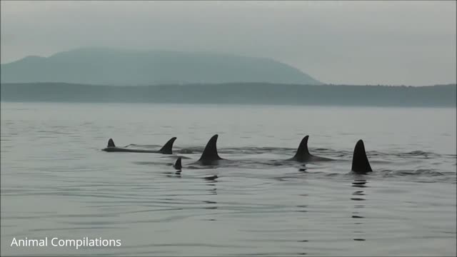 Wild orca killer whale