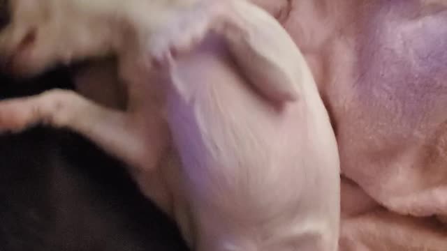 Peanut Butter the Chihuahua