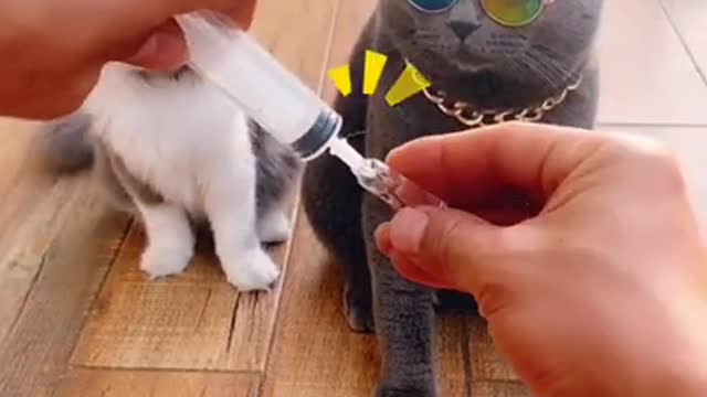 Cat simulates fainting not to take injection