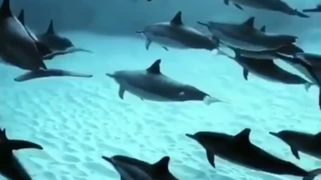 Group of dolphins swimming