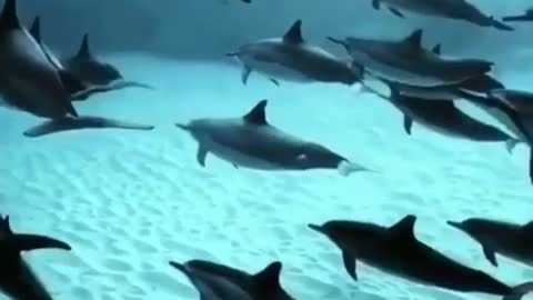 Group of dolphins swimming