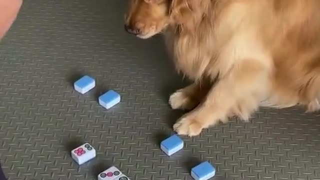 How to make your dog smart