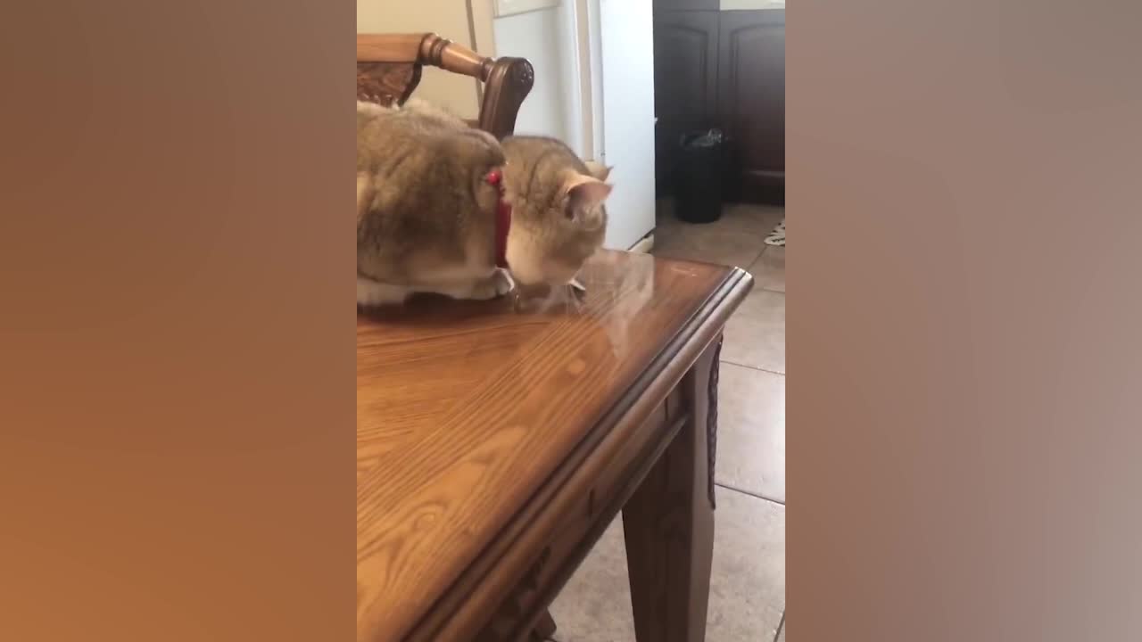 You can't understand a cat's mind